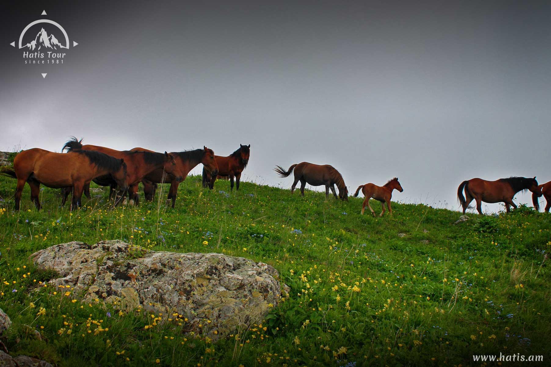Horses on the slope of Mount Khustup