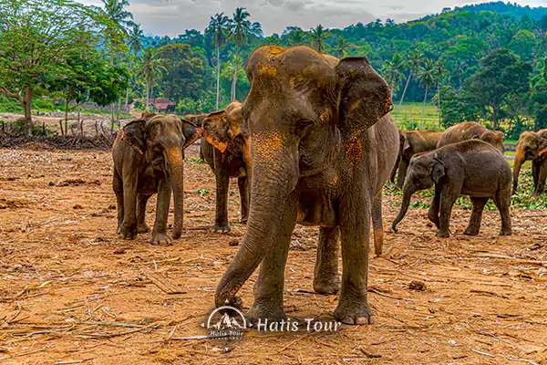 Sri Lanka Tour