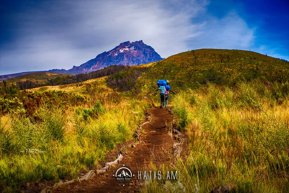 Путь к хижине Хоромбо на Килиманджаро