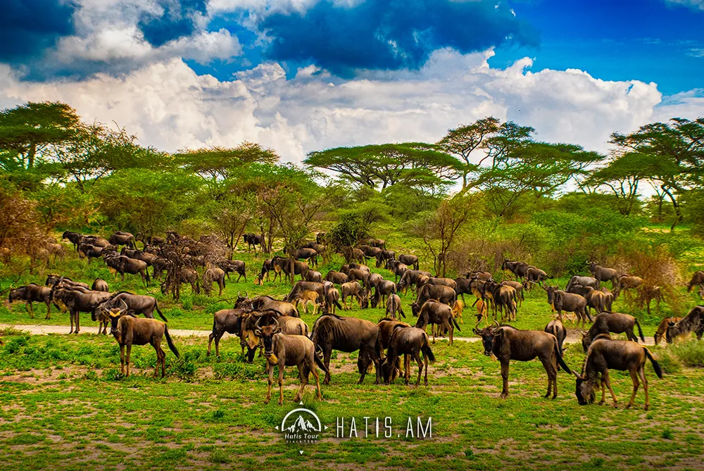 Сафари тур на Килиманджаро