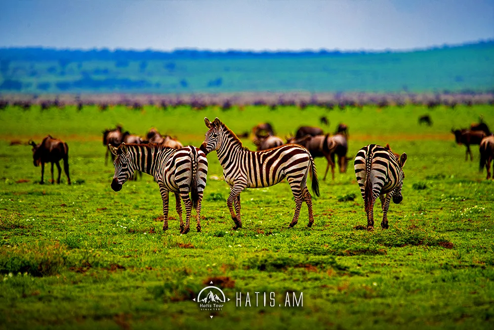 Ngorongoro Safari Tour